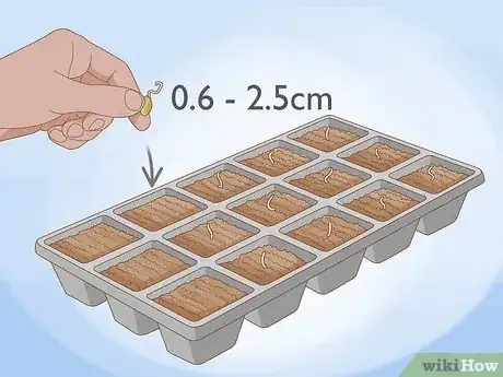 Step 5 Plant the seeds.
