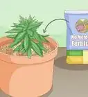 Revive an Overfertilized Plant