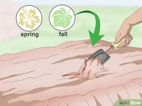 Step 1 Plant cilantro in the spring or early autumn.