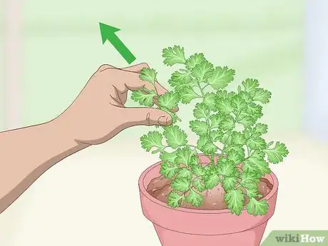 Step 2 Pinch or cut cilantro stems off of your plant.