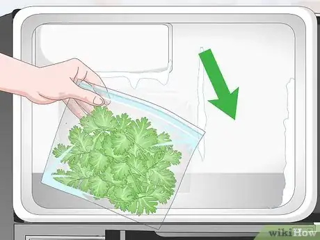Step 4 Freeze cilantro leaves and stems.