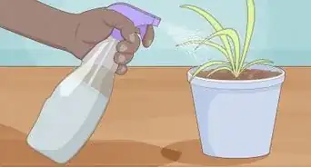 Propagate Baby Spider Plants