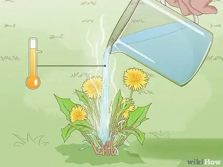 Boiling water quickly kills the head of the dandelion.