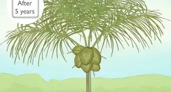 Grow a Coconut Tree