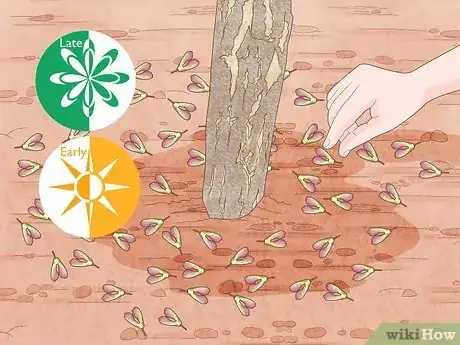 Step 1 Collect seeds in late spring or early summer.