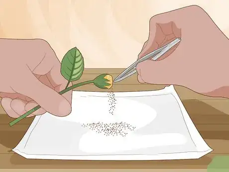 Step 4 Brush the bud over a piece of paper or petri dish to collect the anthers.