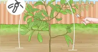 Prune an Avocado Tree in a Pot