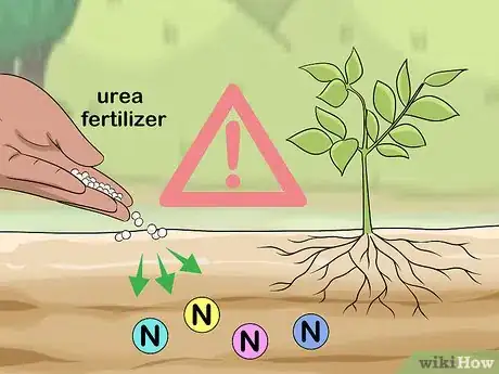 Step 6 Control the amount of nitrogen you give to potato plants.