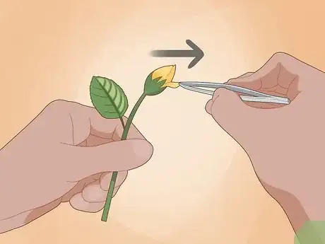 Step 3 Use tweezers to remove the sepals and petals from the bud.