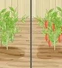 Grow a Chilli Plant from a Seed