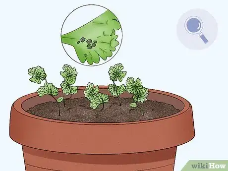 Step 4 Make cilantro immune to aphids.