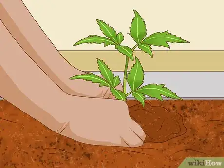 Step 7 Plant trees as holiday gifts.