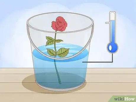 Step 5 Set the stems in a bucket of cool water immediately after cutting them.