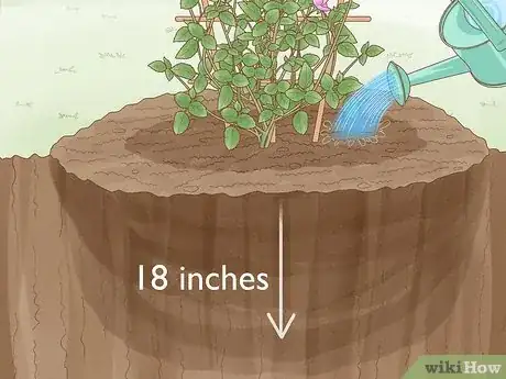Step 3 Water the soil to a depth of 18 inches (45.7 cm).