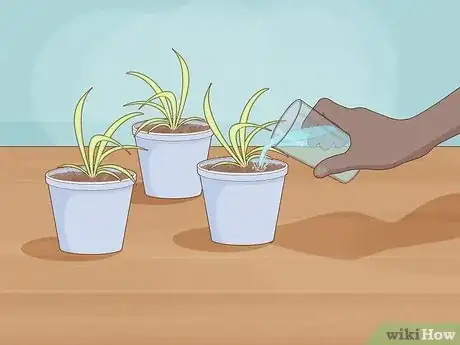 Step 3 Water the baby spider plants immediately until water drains out of their pots.