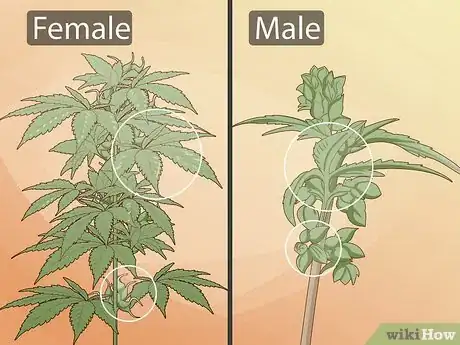 Step 1 Identify 1 male plant and 1 female plant to cross-breed.