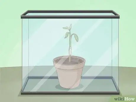 Step 7 Treat newly grafted plants with special care to help them survive.