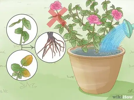 Step 9 Don't overwater roses, as this causes root rot.