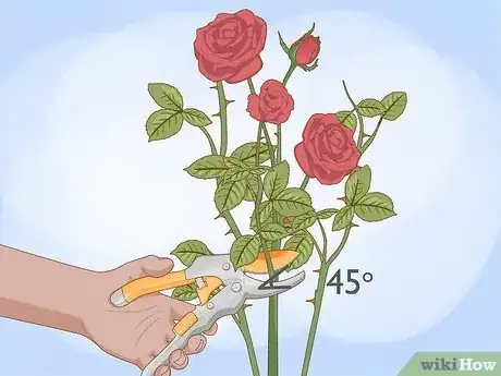 Step 4 Trim the stems at a 45 degree angle, close to the base of the bush.