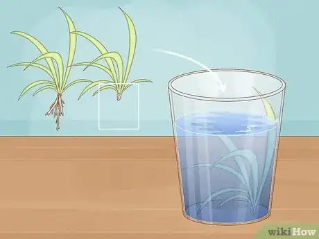 Step 3 Place any baby spider plants without roots in a container with water.