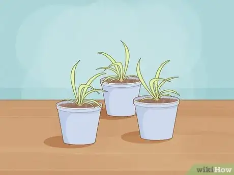 Step 2 Plant each baby spider plant in its own pot.