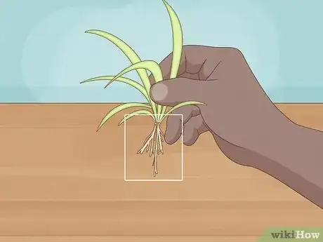 Step 2 Examine the baby spider plants to see if they have roots.