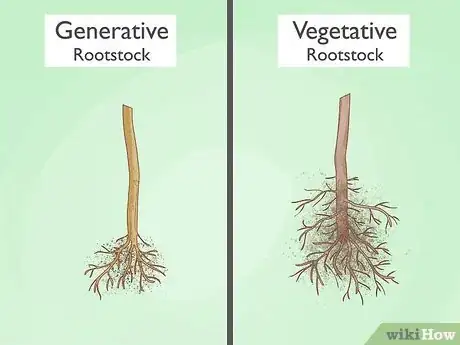 Step 2 Use high-quality rootstock seeds or plants.