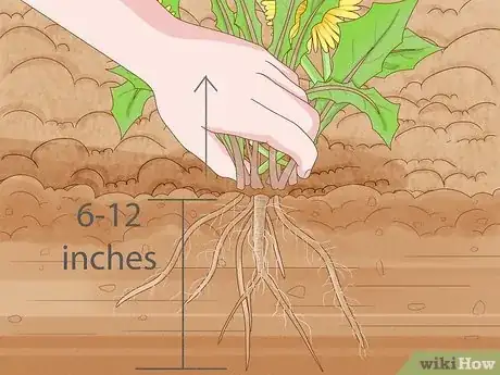 Hand-pulling dandelions is the best way to get rid of them for good.