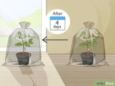 Step 7 Increase the sunlight your plant receives gradually.