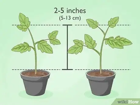 Step 3 Choose plants that are the same height and diameter.