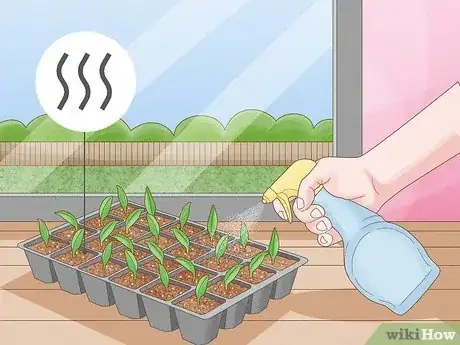 Step 4 Mist your plant with water whenever the soil dries.