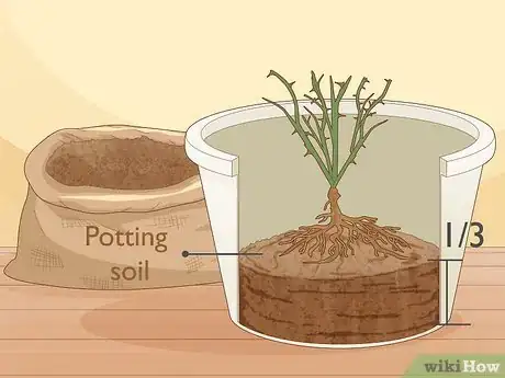 Step 4 Fill a large pot 1/3 of the way full with potting soil and transfer the plant.