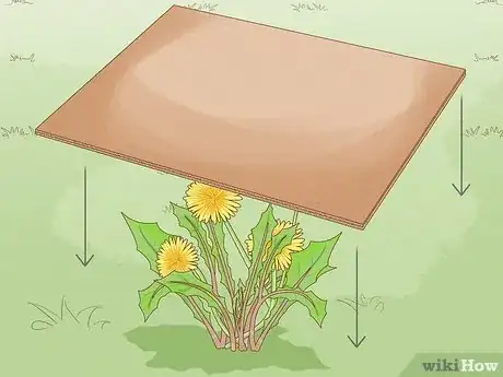 Place cardboard or compost on top of dandelions to smother them.