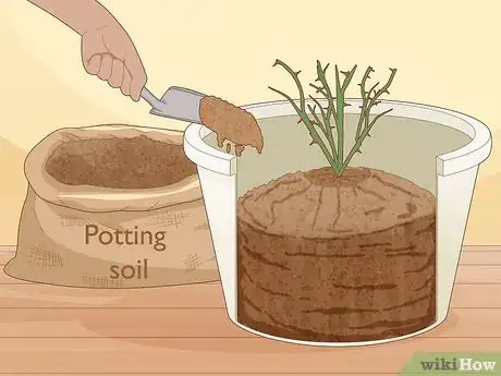 Step 5 Add more soil to cover the entire root system.