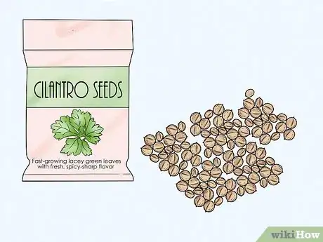 Step 2 Get cilantro seeds and pick out ones that aren't cracked or irregularly small.