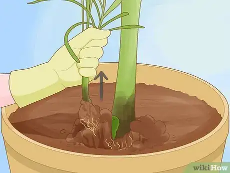 Step 2 Pull the separated offshoot from the soil by the root.