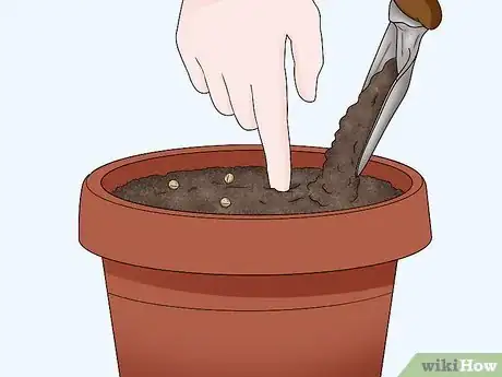 Step 3 Gently push the seeds into the dirt, and cover the seeds with a layer of dirt.
