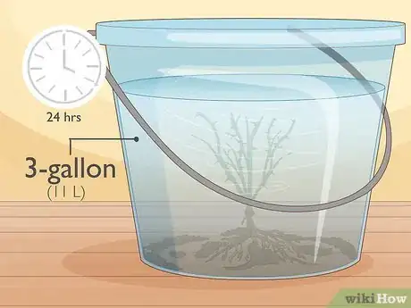 Step 3 Soak the plant for 24 hour in a large bucket of water.