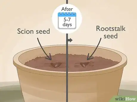 Step 1 Plant the scion seed 5–7 days before the rootstock seed.