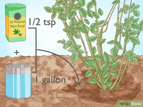 Step 1 Feed your plants with water soluble plant food and a watering can.