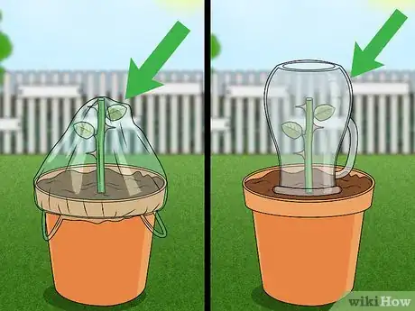 Step 10 Cover the stem with plastic or a mason jar.